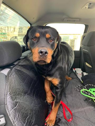 Holly, adopted