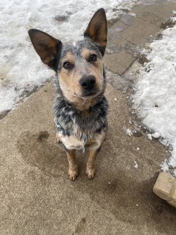 Tony Hawk, adopted
