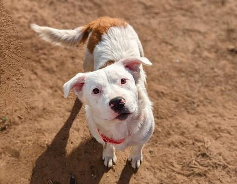 Rosie, adopted