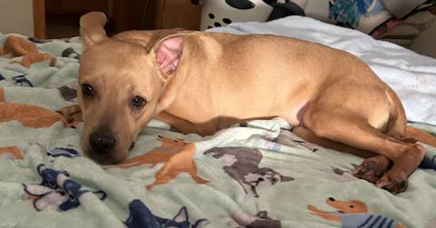 Sealy, adopted