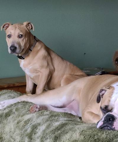 Honey, adopted