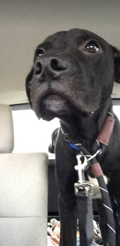 Zeke, adopted