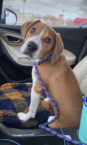 Benny (beagle mix), adopted