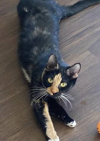 Zatana, adopted