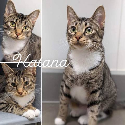 Katana, adopted