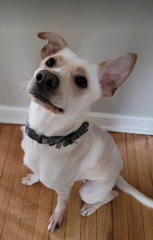 Gus, adopted