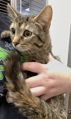 Clover, adopted