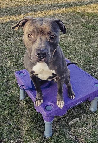 Bleu Cheese, adopted