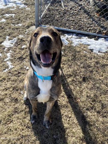 Rusty, adopted