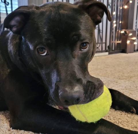 Phoenix, adopted
