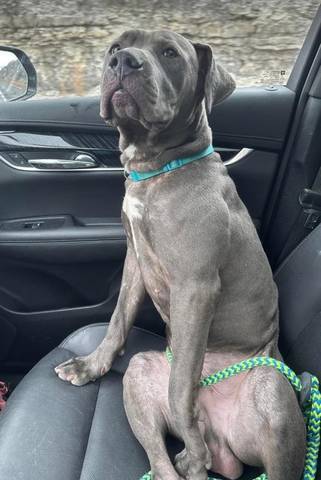 Smokey, adopted