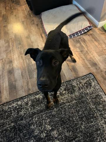 Max, adopted