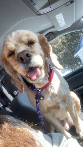 Daisy, adopted