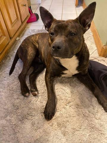 Bruno, adopted