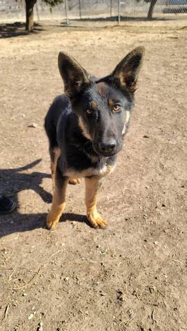 Sarge, adopted
