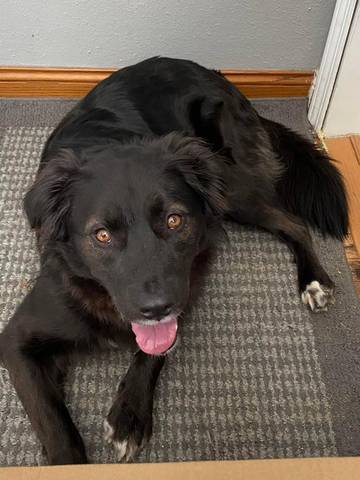 Sampson, adopted