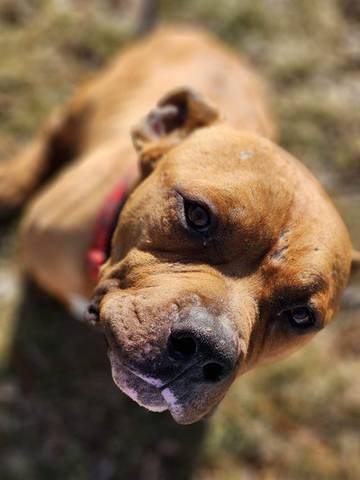 Lenny, adopted