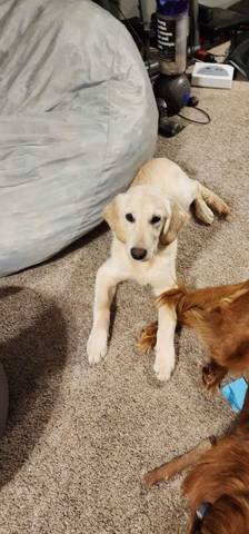 Henry, adopted