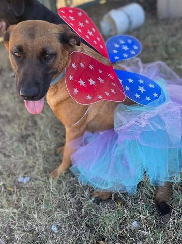 Roxy, adopted