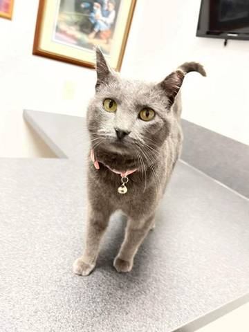 Trista, adopted