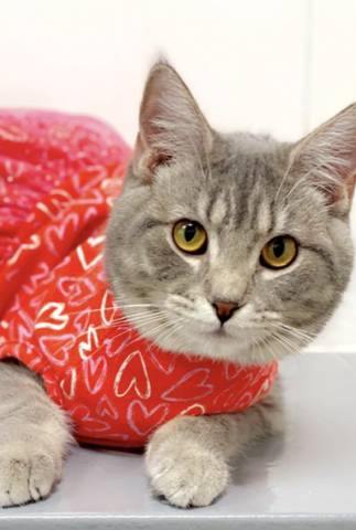 Chowder, adopted