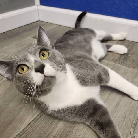 Luck, adopted