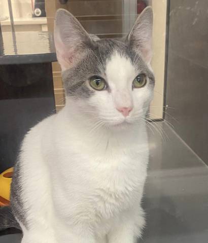 Mike, adopted