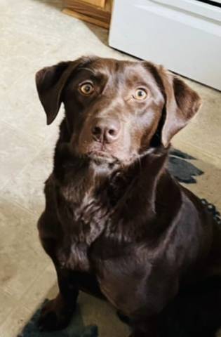 Coco, adopted