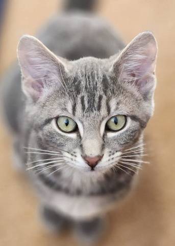 Louie, adopted