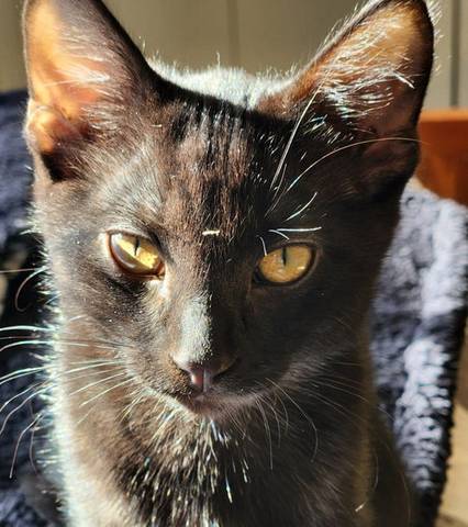 Peter, adopted