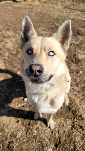 Klaus, adopted