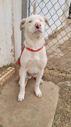 Mozzarella, adopted