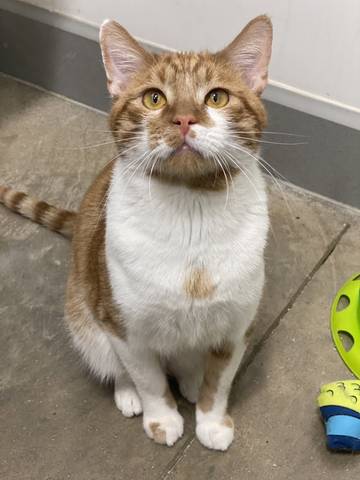 Captain Flint, adopted