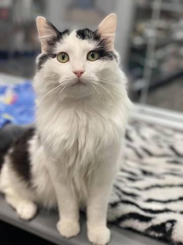 Cletus, adopted