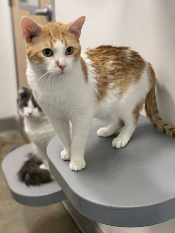 Hotel California, adopted