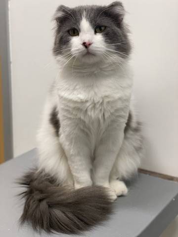Frostbite, adopted