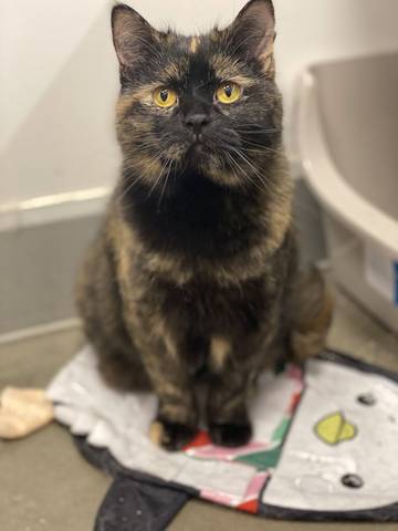 Vera, adopted