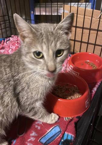 Selena, adopted