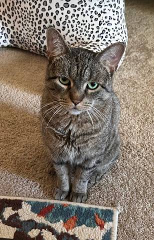 Sophie, adopted