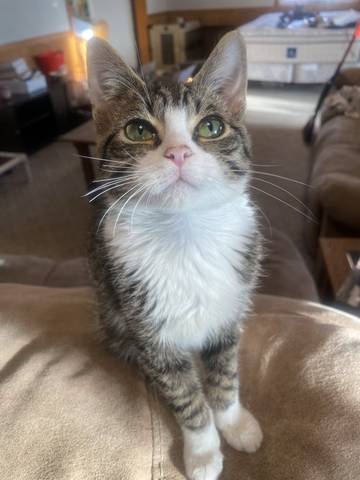 Mini Man, adopted