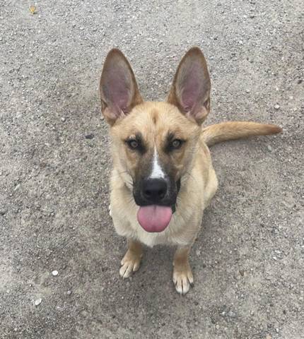Cherry, adopted