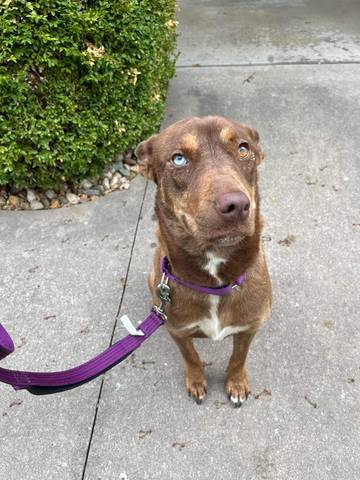 Persephone, adopted