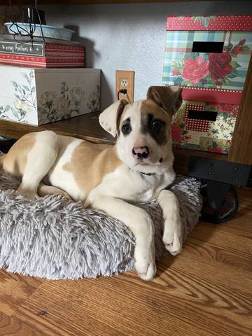 Chandler, adopted