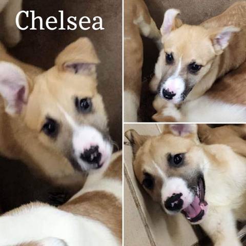 Chelsea, adopted