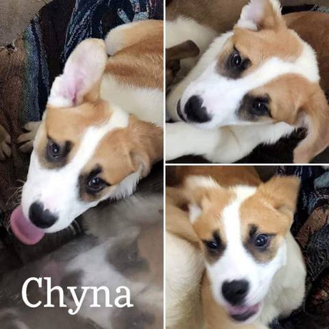 Chyna, adopted