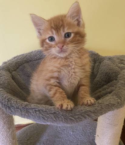 Orange Slice, adopted