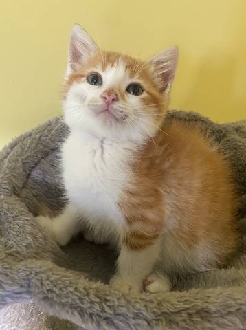 Cremé Saver, adopted