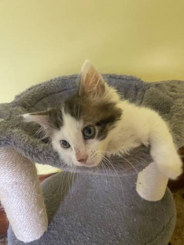 Almond Joy, adopted