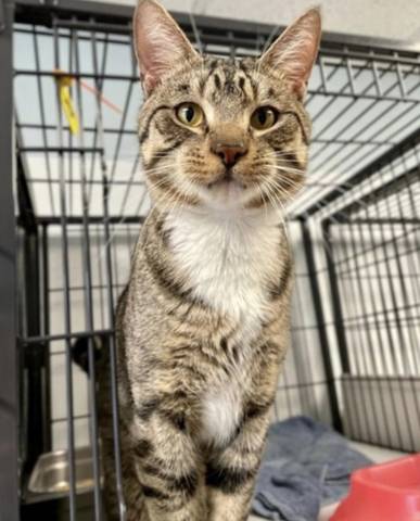 Ginsu, adopted