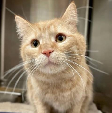 Georgie, adopted